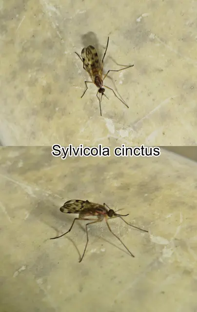 (odtN) Sylvicola cinctus   Johann Christian Fabricius 1787
Ordnung:	Zweiflügler (Diptera)
Unterordnung:	Mücken (Nematocera)
Familie:	Fenstermücken (Anisopodidae)
Gattung:	Sylvicola
Art: Sylvicola cinctus | Foto: GvMeegen