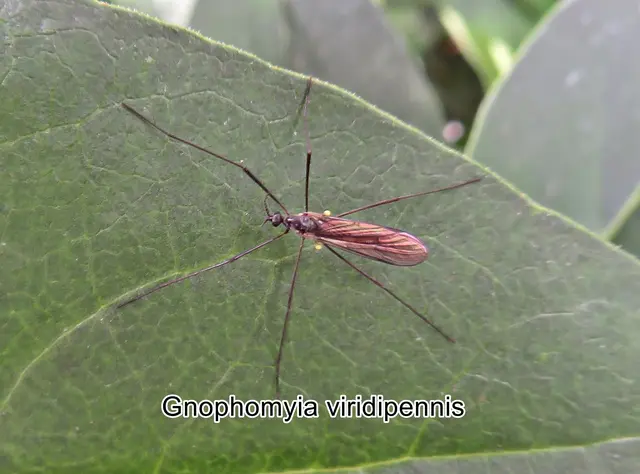 (odtN) Gnophomyia viridipennis   Gimmerthal 1847
Ordnung:	Zweiflügler (Diptera)
Unterordnung:	Mücken (Nematocera)
Familie:	Stelzmücken (Limoniidae)
Unterfamilie:	Limnophilinae
Gattung:	Gnophomyia
Art: Gnophomyia viridipennis | Foto: GvMeegen