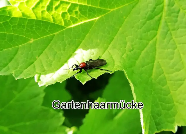 Gartenhaarmücke (Bibio hortulanus) Carl von Linné 1758
Ordnung:	Zweiflügler (Diptera)
Unterordnung:	Mücken (Nematocera)
Familie:	Haarmücken (Bibionidae)
Gattung:	Bibio
Art:	Gartenhaarmücke | Foto: GvMeegen