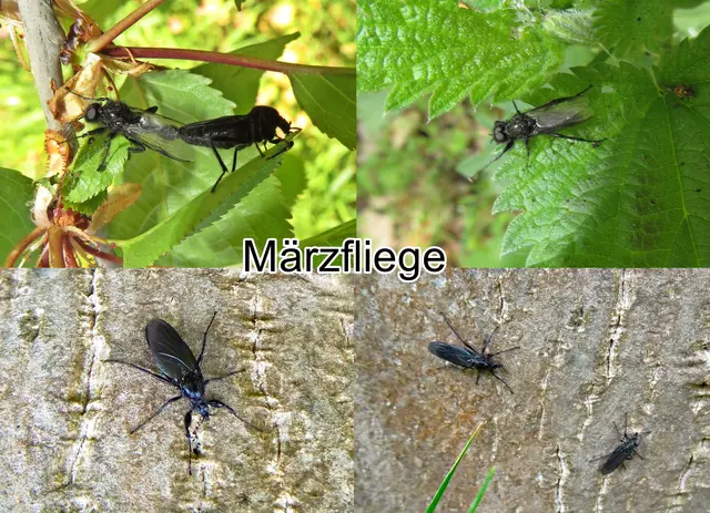 Märzfliege / Märzhaarmücke / Markusfliege / Markushaarmücke (Bibio marci) Carl von Linné 1758
Ordnung:	Zweiflügler (Diptera)
Unterordnung:	Mücken (Nematocera)
Familie:	Haarmücken (Bibionidae)
Gattung:	Bibio
Art:	Märzfliege | Foto: GvMeegen