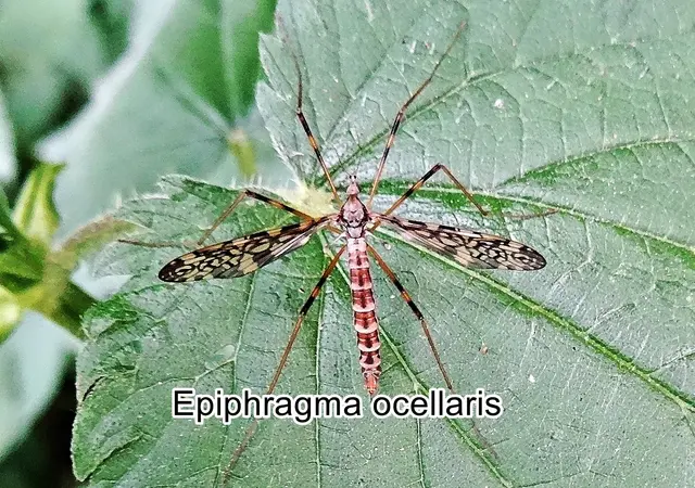 (odtN) Epiphragma ocellaris  Carl von Linné 1761
Ordnung:	Zweiflügler (Diptera)
Unterordnung:	Mücken (Nematocera)
Familie:	Stelzmücken (Limoniidae)
Unterfamilie:	Hexatominae
Tribus:	Epiphragmini
Gattung:	Epiphragma
Untergattung:	Epiphragma
Art:	Epiphragma ocellare | Foto: GvMeegen