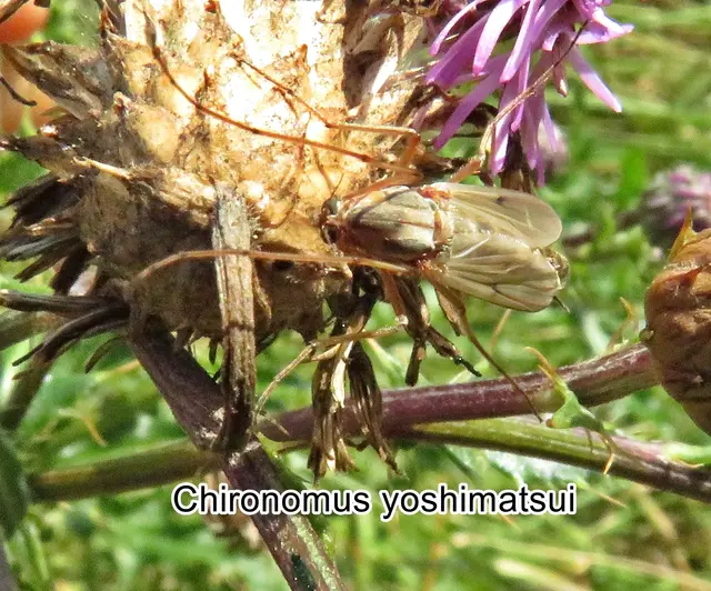 (odtN) Chironomus yoshimatsui   James E. Sublette 1972
Ordnung:	Zweiflügler (Diptera)
Unterordnung:	Mücken (Nematocera)
Familie:	Zuckmücken (Chironomidae)
Unterfamilie:	Chironominae
Gattung:	Chironomus
Art: Chironomus yoshimatsui | Foto: GvMeegen