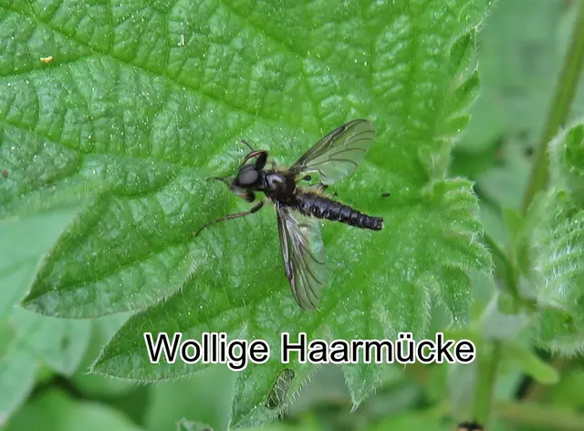Wollige Haarmücke (Bibio lanigerus) Johann Wilhelm Meigen 1818
Ordnung:	Zweiflügler (Diptera)
Unterordnung:	Mücken (Nematocera)
Familie:	Haarmücken (Bibionidae)
Gattung: Bibo
Art: Wollige Haarmücke  | Foto: GvMeegen