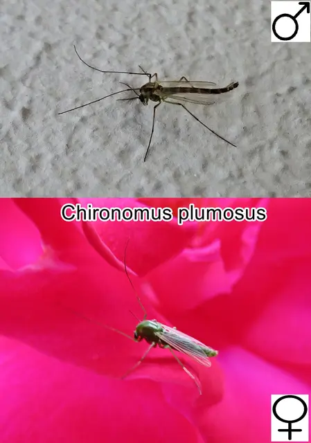 (odtN) Chironomus plumosus  Carl von Linné 1758
Ordnung:	Zweiflügler (Diptera)
Unterordnung:	Mücken (Nematocera)
Familie:	Zuckmücken (Chironomidae)
Unterfamilie:	Chironominae
Gattung:	Chironomus
Art:	Chironomus plumosus | Foto: GvMeegen