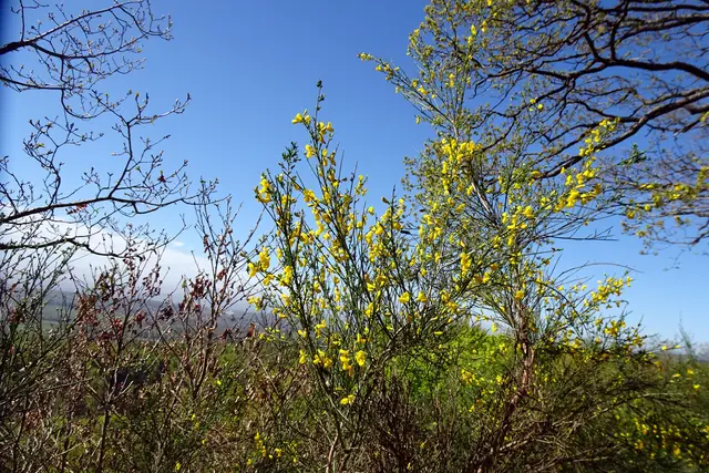 Ginster am Rotem Schuss