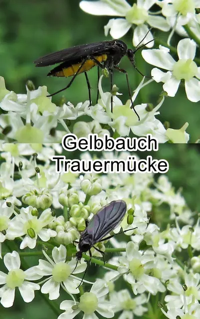 Gelbbauch Trauermücke (Sciara analis) Ignaz Rudolph Schiner 1864
Ordnung:	Zweiflügler (Diptera)
Unterordnung:	Mücken (Nematocera)
Familie:	Trauermücken (Sciaridae)
Gattung:	Sciara
Art: Gelbbauch Trauermücke | Foto: GvMeegen