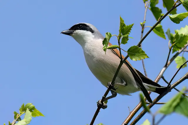 Foto: Copyright Andreas Schäfer