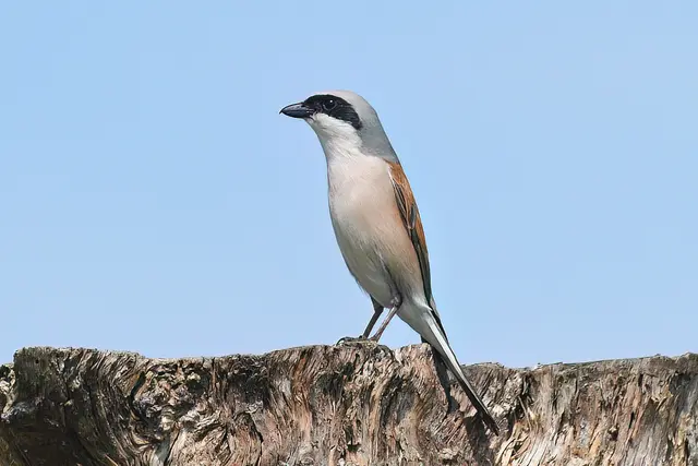 Foto: Copyright Andreas Schäfer