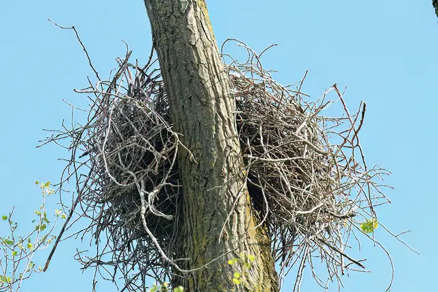 Foto: Copyright Andreas Schäfer