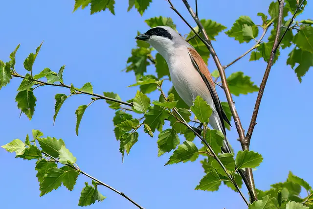 Foto: Copyright Andreas Schäfer