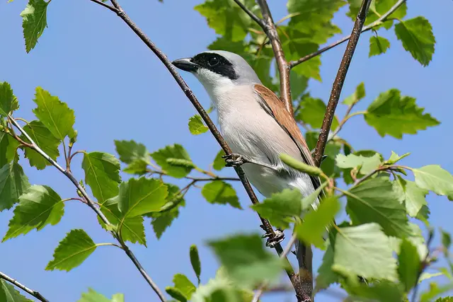 Foto: Copyright Andreas Schäfer