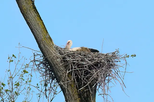 Foto: Copyright Andreas Schäfer