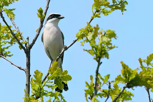 Foto: Copyright Andreas Schäfer