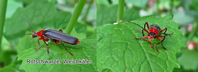 Rotschwarzer Weichkäfer (Cantharis pellucida) Johann Christian Fabricius 1792
Ordnung:	Käfer (Coleoptera)
Familie:	Weichkäfer (Cantharidae)
Unterfamilie:	Cantharinae
Tribus:	Cantharini
Gattung:	Cantharis
Untergattung:	Cantharis
Art:	Rotschwarzer Weichkäfer