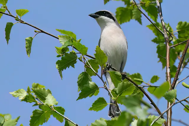 Foto: Copyright Andreas Schäfer