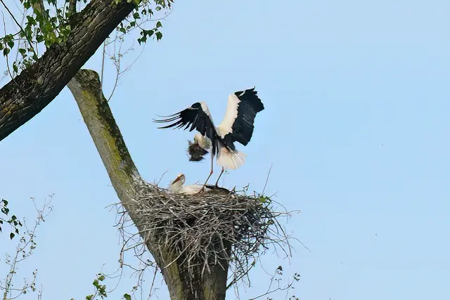 Foto: Copyright Andreas Schäfer