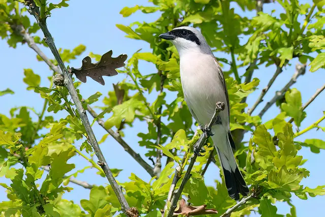 Foto: Copyright Andreas Schäfer