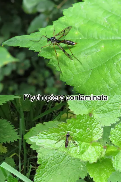 (odtN) Ptychoptera contaminata   Carl von Linné 1758
Ordnung:	Zweiflügler (Diptera)
Unterordnung:	Mücken (Nematocera)
Familie:	Faltenmücken (Ptychopteridae)
Gattung:	Ptychoptera
Art:	Ptychoptera contaminata | Foto: GvMeegen