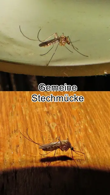 Gemeine Stechmücke / Nördliche Hausmücke (Culex pipiens) Carl von Linné 1758
Ordnung:	Zweiflügler (Diptera)
Unterordnung:	Mücken (Nematocera)
Familie:	Stechmücken (Culicidae)
Unterfamilie:	Culicinae
Tribus:	Culicini
Gattung:	Culex
Art:	Gemeine Stechmücke | Foto: GvMeegen