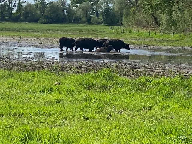Das ist uns zu warm, da gehen wir baden