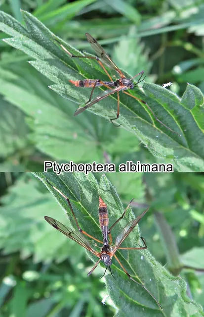 (odtN) Ptychoptera albimana  Johann Christian Fabricius 1787
Ordnung:	Zweiflügler (Diptera)
Unterordnung:	Mücken (Nematocera)
Familie:	Faltenmücken (Ptychopteridae)
Gattung:	Ptychoptera
Art:   Ptychoptera albimana  | Foto: GvMeegen