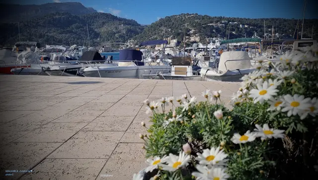 MALLORCA ♥