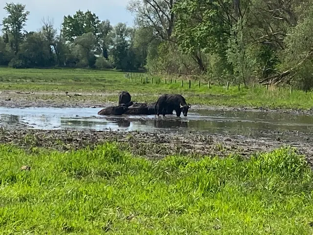 Gut das die Biber hier einen See für uns gemacht haben