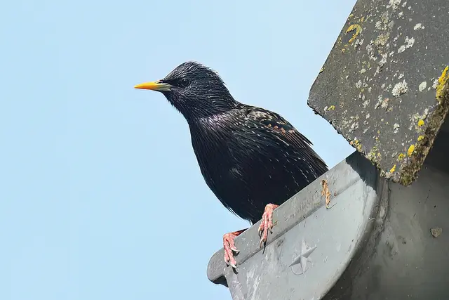 Foto: Copyright Andreas Schäfer