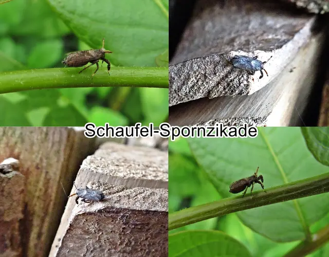 Schaufel-Spornzikade (Asiraca clavicornis) Johann Christian Fabricius 1794
Ordnung:	Schnabelkerfe (Hemiptera)
ohne Rang:	Zikaden (Auchenorrhyncha)
Unterordnung:	Spitzkopfzikaden (Fulgoromorpha)
Familie:	Spornzikaden (Delphacidae)
Unterfamilie:	Asiracinae
Tribus:	Asiracini
Gattung:	Asiraca
Art:	Schaufel-Spornzikade | Foto: GvMeegen