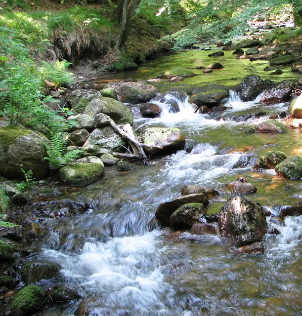 Bach im Harz , die Ilse.