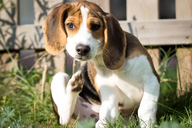 Eine Zecke kann Krankheiten auf Hunde übertragen. | Foto: DJD/www.agila.de/Christian Buch - stock.adobe.com