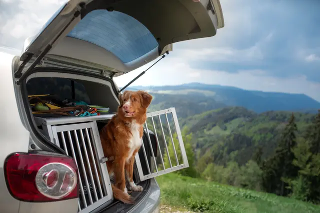 Mit der richtigen Vorbereitung verläuft der Urlaub mit Hund problemlos.
 | Foto: DJD/www.agila.de/annaav - stock.adobe.com