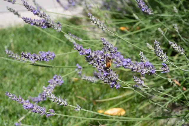 Lavendel | Foto: Olivia Käßmeier - Stadt Dillingen