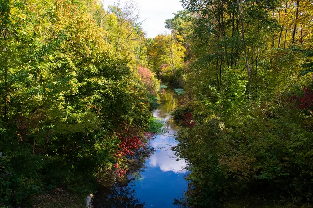 Auwald Dillingen | Foto: Olivia Käßmeier - Stadt Dillingen