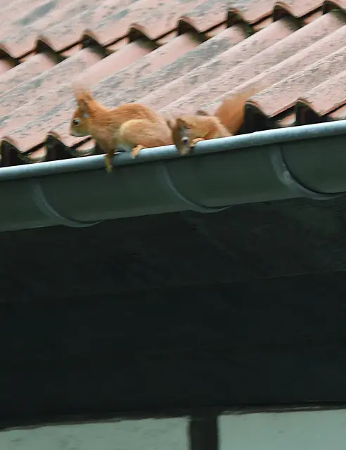 ganz schön hoch für so ein kleines Eichhörnchen