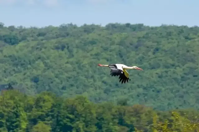 Storch im Dienst