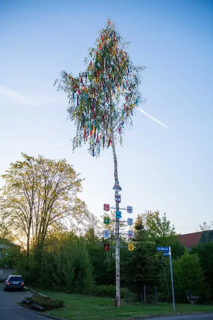 Maibaum in Donaualtheim  | Foto: Jan Koenen - Stadt Dillingen 
