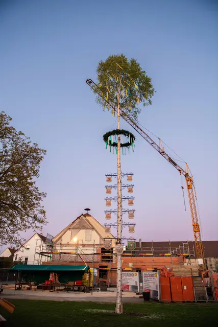 Maibaum in Fristingen  | Foto: Jan Koenen - Stadt Dillingen 