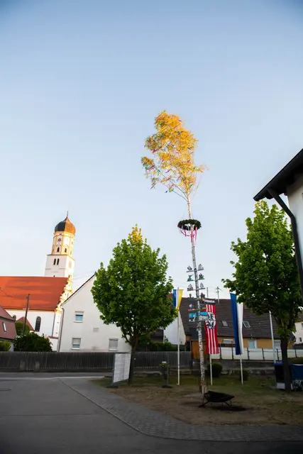 Maibaum in Steinheim  | Foto: Jan Koenen - Stadt Dillingen 