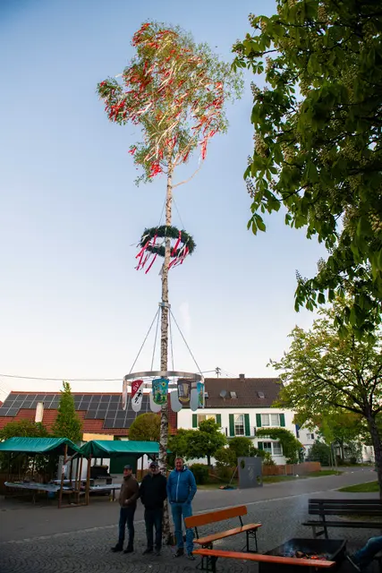 Maibaum in Kicklingen  | Foto: Jan Koenen - Stadt Dillingen 