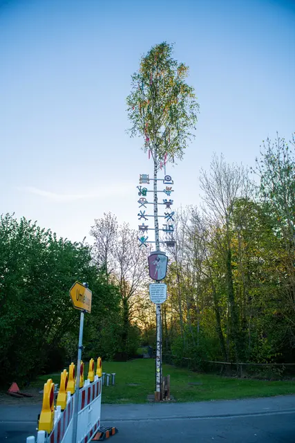 Maibaum in Schretzheim  | Foto: Jan Koenen - Stadt Dillingen 