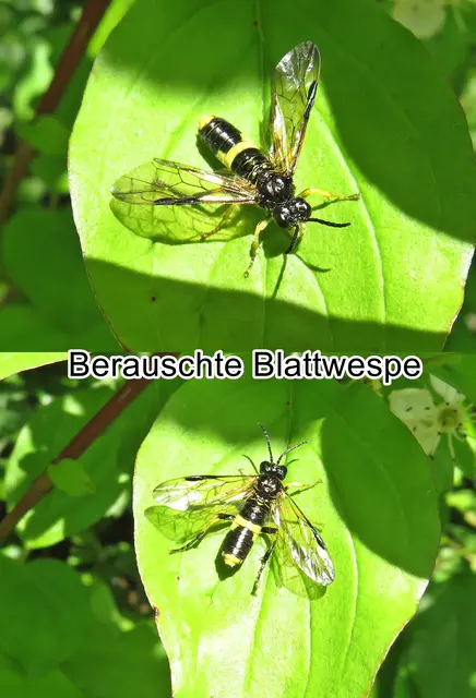 Berauschte Blattwespe (Tenthredo temula) Conte Giovanni Antonio Scopoli 1763
Ordnung: Hautflügler (Hymenoptera)
Unterordnung:	 Pflanzenwespen/Sägewespen (Symphyta)
Familie:	Echte Blattwespen (Tenthredinidae)
Unterfamilie:	Tenthredininae
Tribus:	Tenthredinini
Gattung:	Tenthredo
Untergattung:	Temuledo
Art:	Berauschte Blattwespe | Foto: GvMeegen