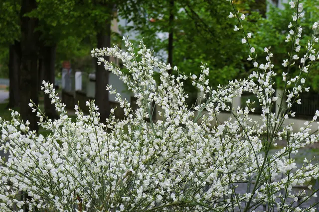 Die Aufnahme machte ich am 5. Mai 2026, morgens.