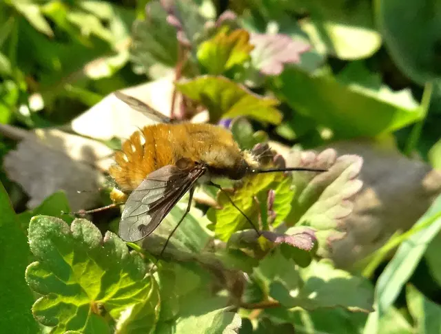 Große Wollschweber (Bombylius major) | Foto: GvMeegen