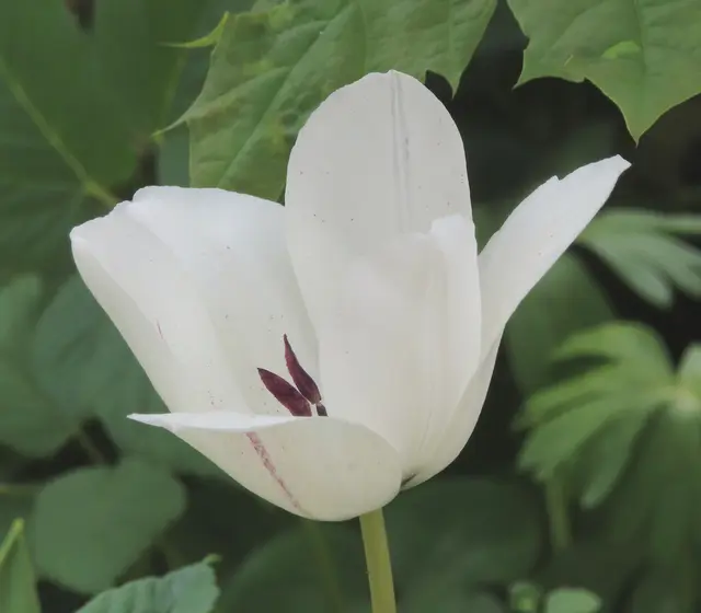 Foto vom 03.05.2026 (es ist dieselbe Tulpe vom vorherigen Bild). | Foto: M. A.