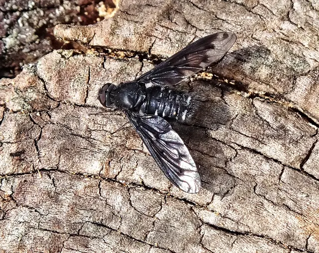 Zickzacklinien-Trauerschweber (Hemipenthes morio) | Foto: GvMeegen