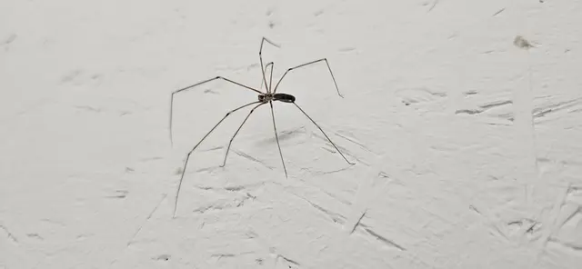 Zitterspinne (Familie Pholcidae) | Foto: (c) Wolfgang Weiss