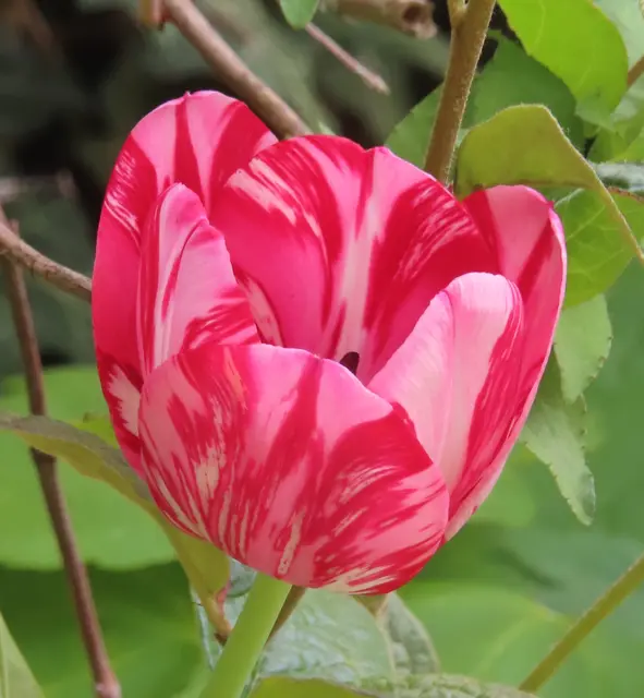 Foto vom 01.05.2926 (es ist dieselbe Tulpe vom vorherigen Bild). | Foto: M. A.