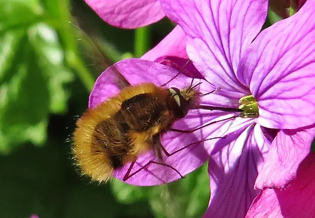 Kleiner Wollschweber (Bombylus minor) | Foto: GvMeegen