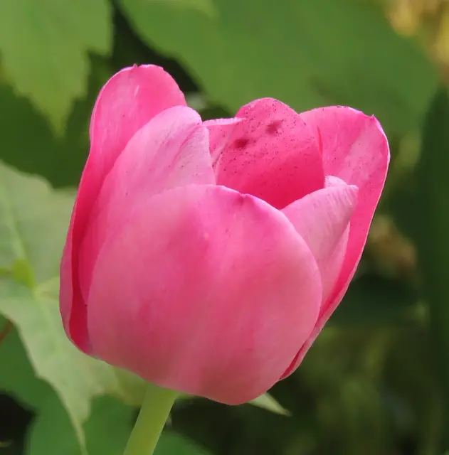 Foto vom 03.05.2026 (es ist dieselbe Tulpe vom vorherigen Bild).   | Foto: M. A.